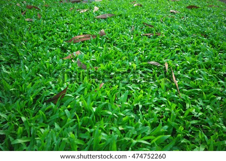 Green Grass, Natural Background Texture