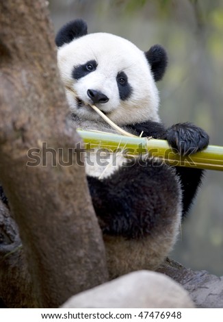 chinese panda bear male juvenile in tree eating bamboo, china