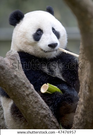 chinese panda bear male juvenile in tree eating bamboo, china