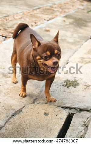 Fat chihuahua dog of smile.