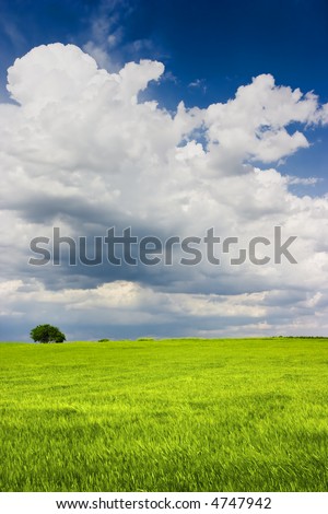 Spring landscape. Is a green field full of wheat plants. Is a sunny day with some white clouds in a blue sky. There was a strong wind. The wheat show a little movement (not due focus but the wind).