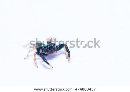 Tiny black spider on white background