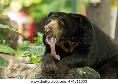 Sun bear stick out long tongue Royalty-Free Stock Photo #474811333