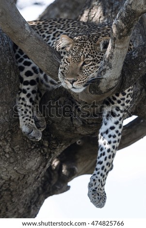 This is a portrait of a wild leopard shot at close range in natural habitat on the tree. It is excellent picture in soft light.