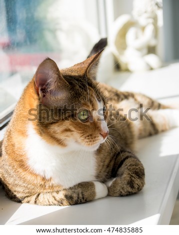 Portrait of a cat on a window sill