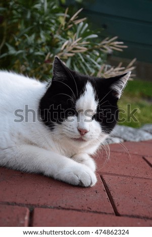 a black and white domestic cat