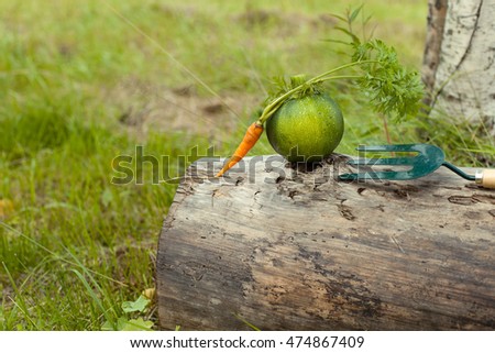 Garden fork and fresh round zucchini, carrot on the log in the forest. The concept of harvest season on the farm