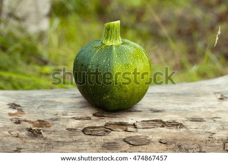 Fresh round zucchini on the log in the forest. Close up