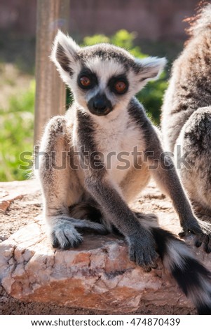 Picture of a cute and funny baby lemur sitting on a log