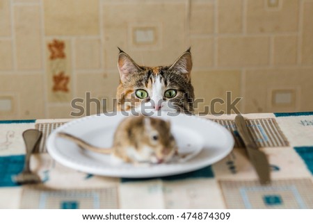 Cat looking to little gerbil mouse on the table before attack. Concept of prey, food, pest.