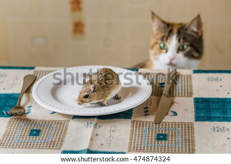 Cat stares at little gerbil mouse on the table. Concept of prey, food, pest.