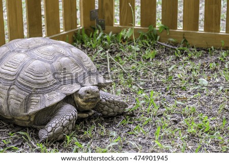 Turtle on the grass