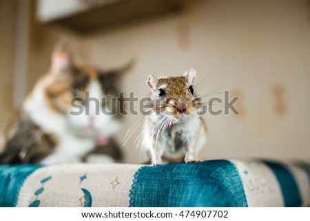 Mongolian gerbil mouse and the cat on background. Concepts of prey, food, pest, interrelation, help, danger