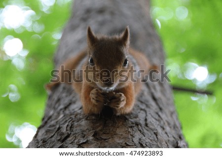 Squirrel sitting on a tree and eating a nut.