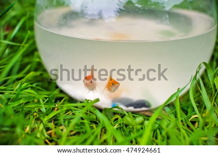 Goldfish in a fishbowl on a green grass