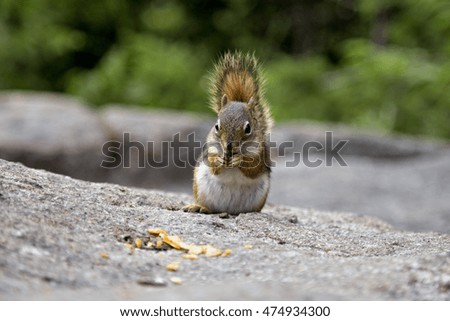 Squirrel Eating Chips