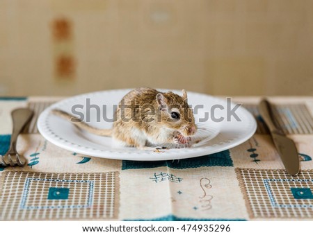Mongolian gerbil ehave dinner on the table