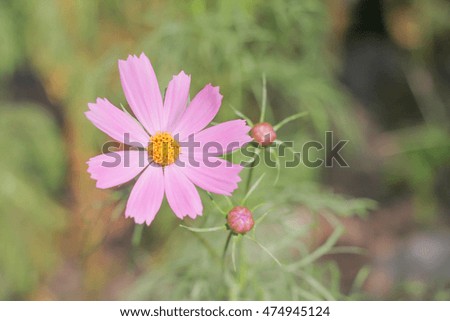 pink flower osteospermum