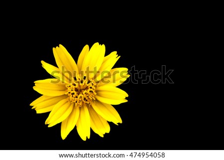 Close-up of Singapore daisy black background, Beautiful yellow flowers.