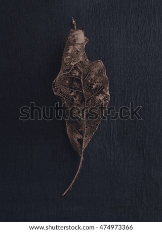 The abstract fine art color photography of leaf's structure on black wooden background series good for home decoration