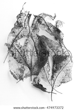 The abstract fine art black and white photography of leaf's structure on white wooden background series good for home decoration