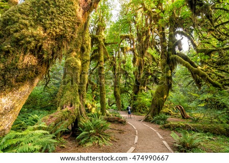 Hoh rain forest in olympic national park, washington, usa Royalty-Free Stock Photo #474990667