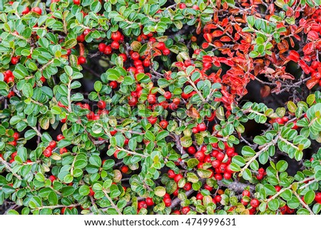 Close up colorful autumn wild bushes with red berries in the park; note shallow depth of field