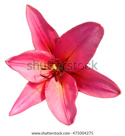 Pink Lily Flower Clip Art