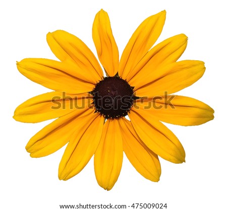 Yellow Daisy Flower Clip Art