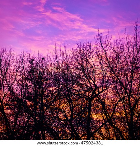 Vignetting trees silhouettes against sunset background - beautiful mystical landscape.