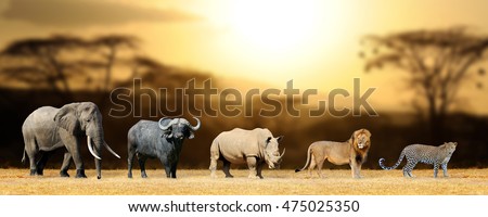 Big five africa - Lion, Elephant, Leopard, Buffalo and Rhinoceros Royalty-Free Stock Photo #475025350