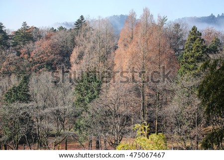 Various kind of trees in a park in autumn morning in Japan