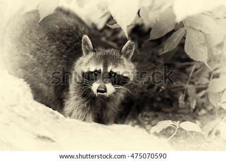 Raccoon in the forest in the natural environment. Vintage effect