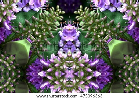 symmetrical composition, kaleidoscopic, mirror effect,triaca, geometric composition flower, Veronica officinalis,spring, background, flowers, flower, nature, floral, garden, summer, beautiful, 
