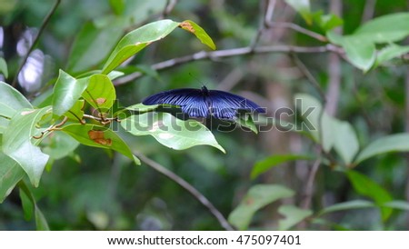Blue butterfly in the Emerald pool area, Krabi , Thailand