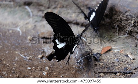 black butterfly on the ground
