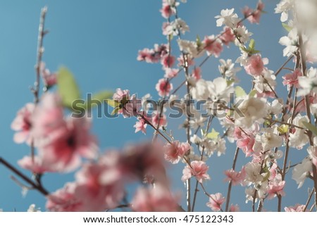 cherry blossom and sky selective focus and blurry background