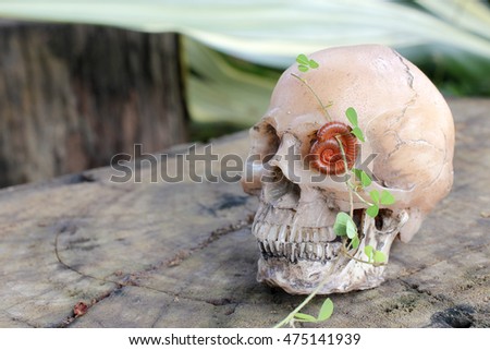 human skull with Millipede on old wood in the forest, still life style.
