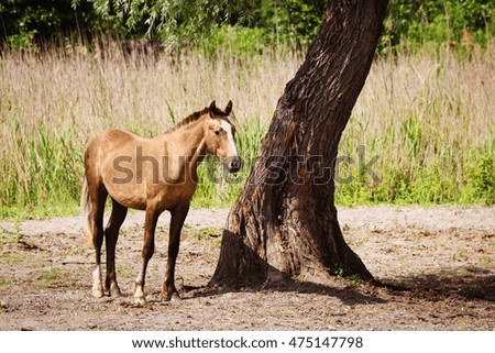 Beautiful horse grazing in the meadow near forest