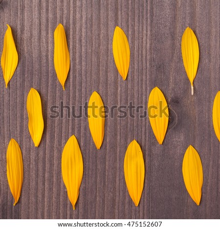 sunflower petals on the wooden background. pattern