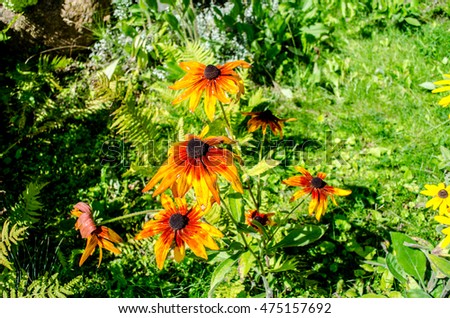 Red Yellow Rudbeckia flower in nature. Yellow rudbeckia flower in the garden, focus on flower in front. Rudbeckia - Rudbeckia brilliant. Flowers rudbeckia in the garden, close up