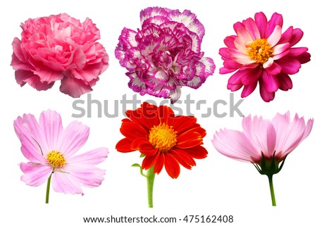 single flowers closeup isolated collection