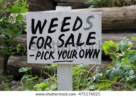 Sign, weeds for sale - pick your own , in a garden, humor used in a gardening joke
