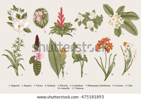 Exotic flowers set. Botanical vector vintage illustration. Design elements. Colorful. Royalty-Free Stock Photo #475181893