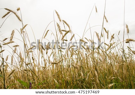 Wheat with the sky background in summer. Wheat field. golden harvest under blue cloudy sky. soft focus on bottom of picture. wheat and sky. stems of wheat in sunset light