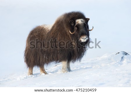 Musk Ox in Winter, Norway. Royalty-Free Stock Photo #475210459
