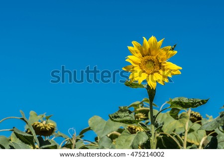 Sunflower and blue sky background