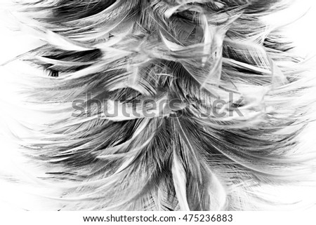 feather wool dark black and white abstract background