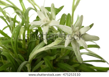 edelweiss isolated on white background