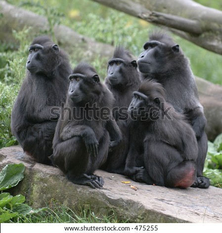 Macaques stare in wonderment
